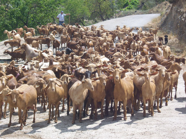 The flock waiting in anticipation  